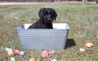 Black Colored Jotunn Kennels Giant Schnauzer for Nevada, MO