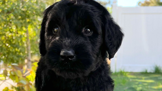 Black Colored My Angel Schnauzers