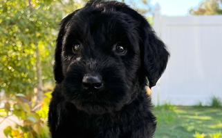 Black Colored My Angel Schnauzers Giant Schnauzer for Wildomar, CA