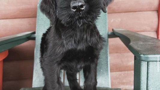 Black Colored Schnauzer Paw Homestead