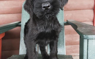 Black Colored Schnauzer Paw Homestead Giant Schnauzer for Tabernash, CO