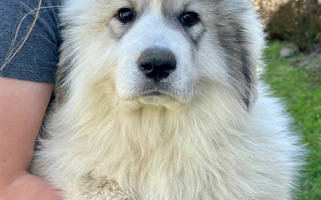 White Colored Storybook Tails Farm Great Pyrenees for Nashville, TN