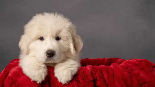 White Colored Arnault Great Pyrenees