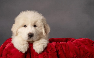 White Colored Arnault Great Pyrenees Great Pyrenees for Spokane, WA