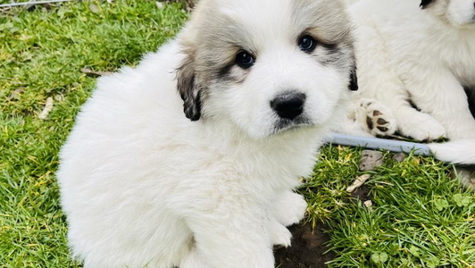 White Colored Polar Light Great Pyrenees