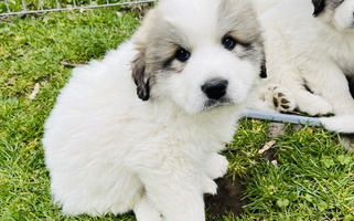 White Colored Polar Light Great Pyrenees Great Pyrenees for Milton-Freewater, OR