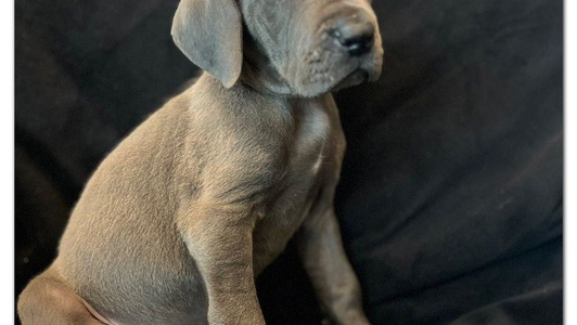 Blue Colored South Fort Blue Danes