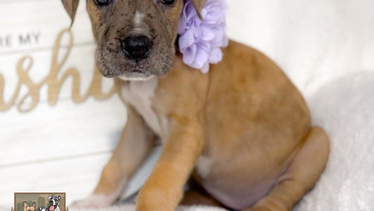 Merle Colored Greylynn Danes