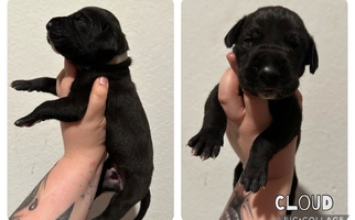 Black Colored Chaotic Canines Great Dane for Spring Hill, FL