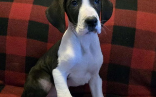 Mantle Colored Breken Great Danes Great Dane for Golconda, IL