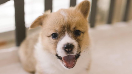 Gorgeous Sable The Corgi Flavored Dog