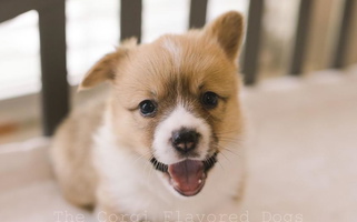 Gorgeous Sable The Corgi Flavored Dog Pembroke Welsh Corgi for Bakersfield, CA