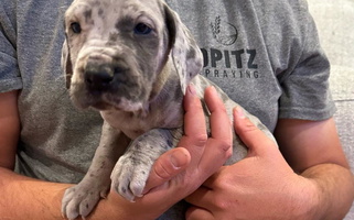 Merle Colored Sugar Creek Kennels Great Dane for Binger, OK