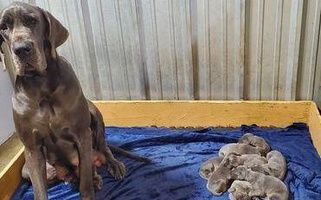 Blue Colored Marquis Danes Great Dane for Hempstead, TX