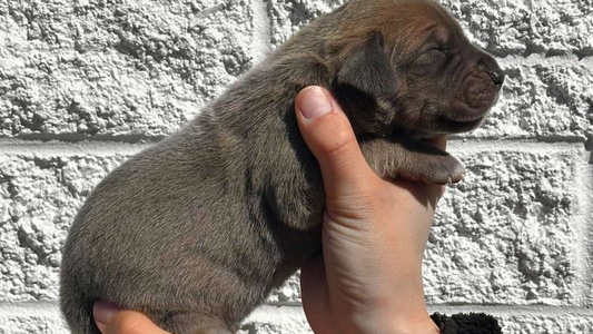 Fawn Colored Haven Great Dane's