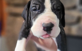 Mantle Colored Bluestone Valley Great Danes Great Dane for Forest City, PA