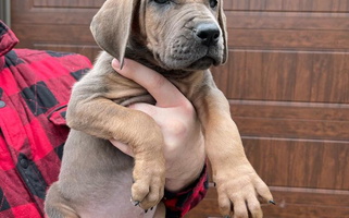 Blue Colored Starlight Danes Great Dane for Frankfort, MI