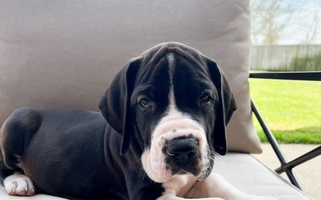 Mantle Colored Segen Great Danes Great Dane for Dallas, TX