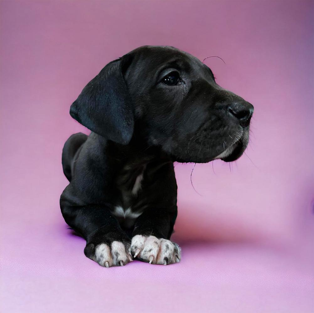 Black Colored Northern Soul Great Danes