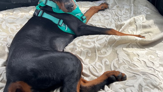 Full AKC Registered Female European Doberman Pinscher