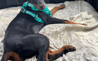 Full AKC Registered Female European Doberman Pinscher Doberman Pinscher for Chardon, OH