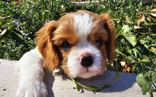 Beautiful AKC Cavalier Cavalier King Charles Spaniel for Clearfield, UT