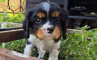 Beautiful AKC Purebred Cavalier King Charles Spaniel Cavalier King Charles Spaniel for Clearfield, UT