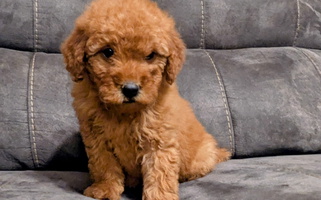 Penny's Valentines Goldendoodle for Rossville, GA