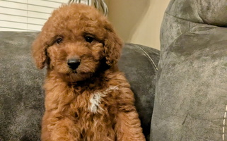 Penny's Valentines Goldendoodle for Rossville, GA