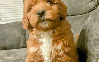 Penny's Valentines Goldendoodle for Rossville, GA