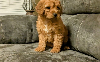 Penny's Valentines Goldendoodle for Rossville, GA