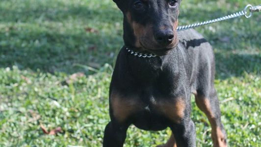 Lovely Zena Doberman Pinscher For Sale