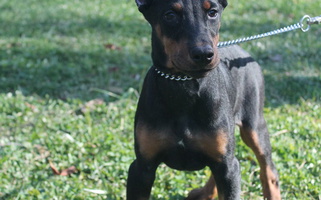 Lovely Zena Doberman Pinscher For Sale Doberman Pinscher for San Diego, CA