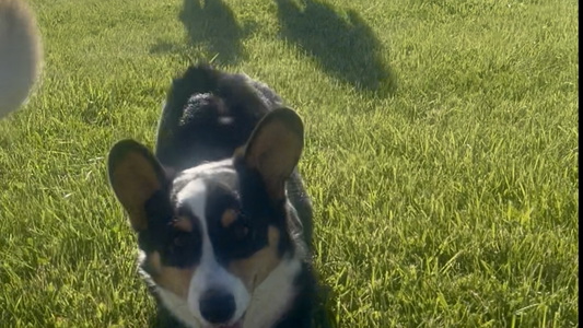 [SOLD] Kristoff: AKC Registered Corgi, Kid-Friendly and Ready for His Forever Home!