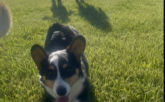 [SOLD] Kristoff: AKC Registered Corgi, Kid-Friendly and Ready for His Forever Home! Pembroke Welsh Corgi for Hunnewell, MO