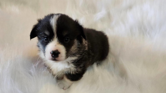 Beauty | AKC Pembroke Welsh Corgi Female – Triple Clear – Ready June 13