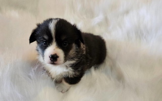 Beauty | AKC Pembroke Welsh Corgi Female – Triple Clear – Ready June 13 Pembroke Welsh Corgi for Hunnewell, MO