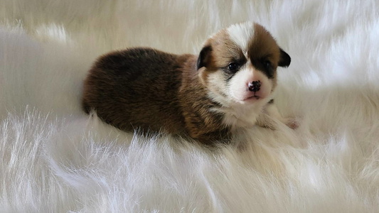Donut | AKC Pembroke Welsh Corgi Female – Triple Clear – Ready June 17