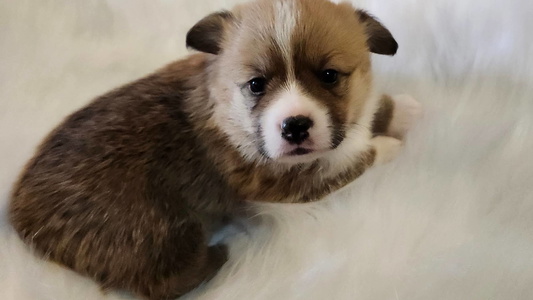 Bell | AKC Sable Female | Triple Clear | Pembroke Welsh Corgi