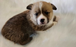 Bell | AKC Sable Female | Triple Clear | Pembroke Welsh Corgi Pembroke Welsh Corgi for Hunnewell, MO