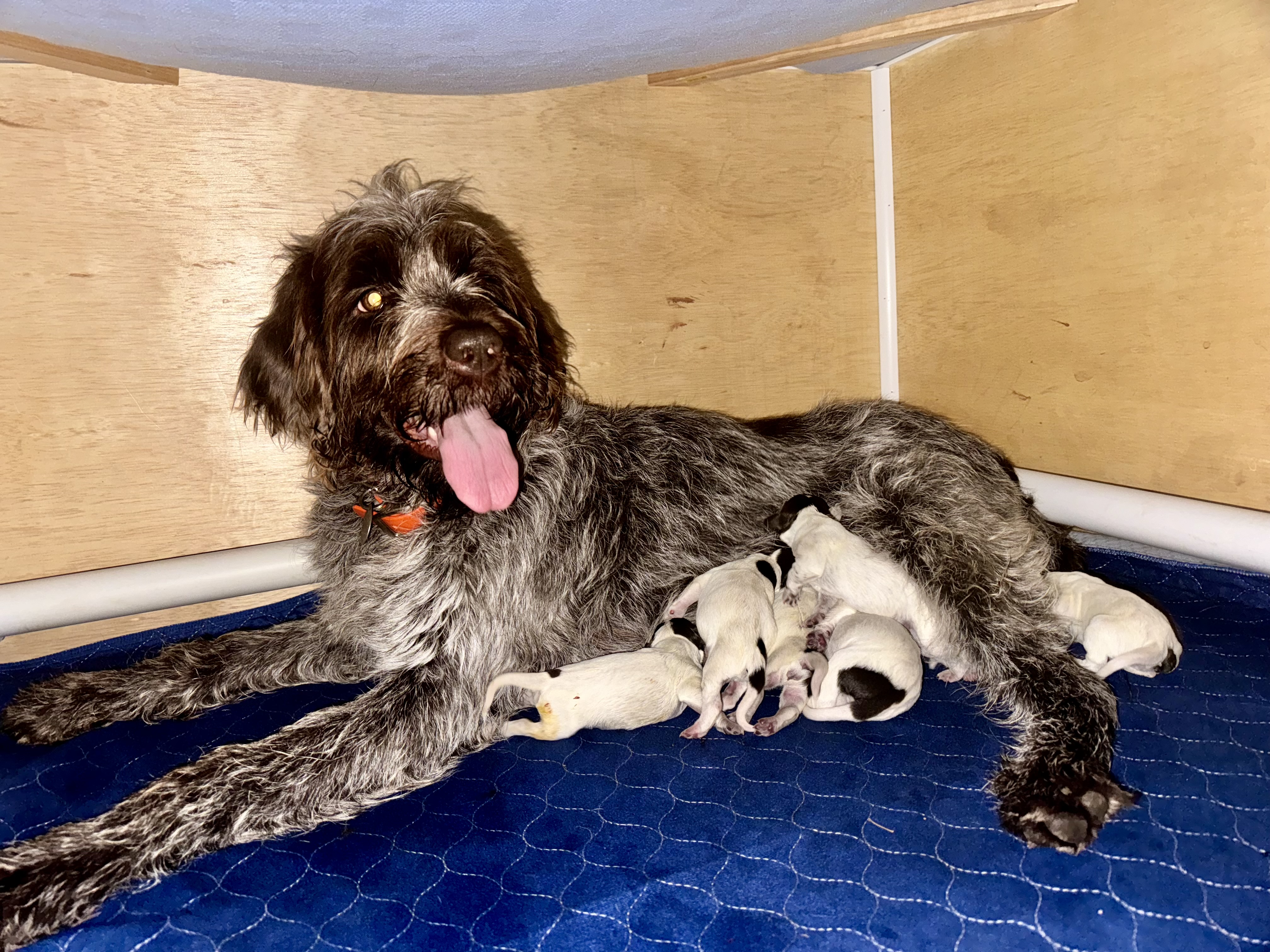 New litter available