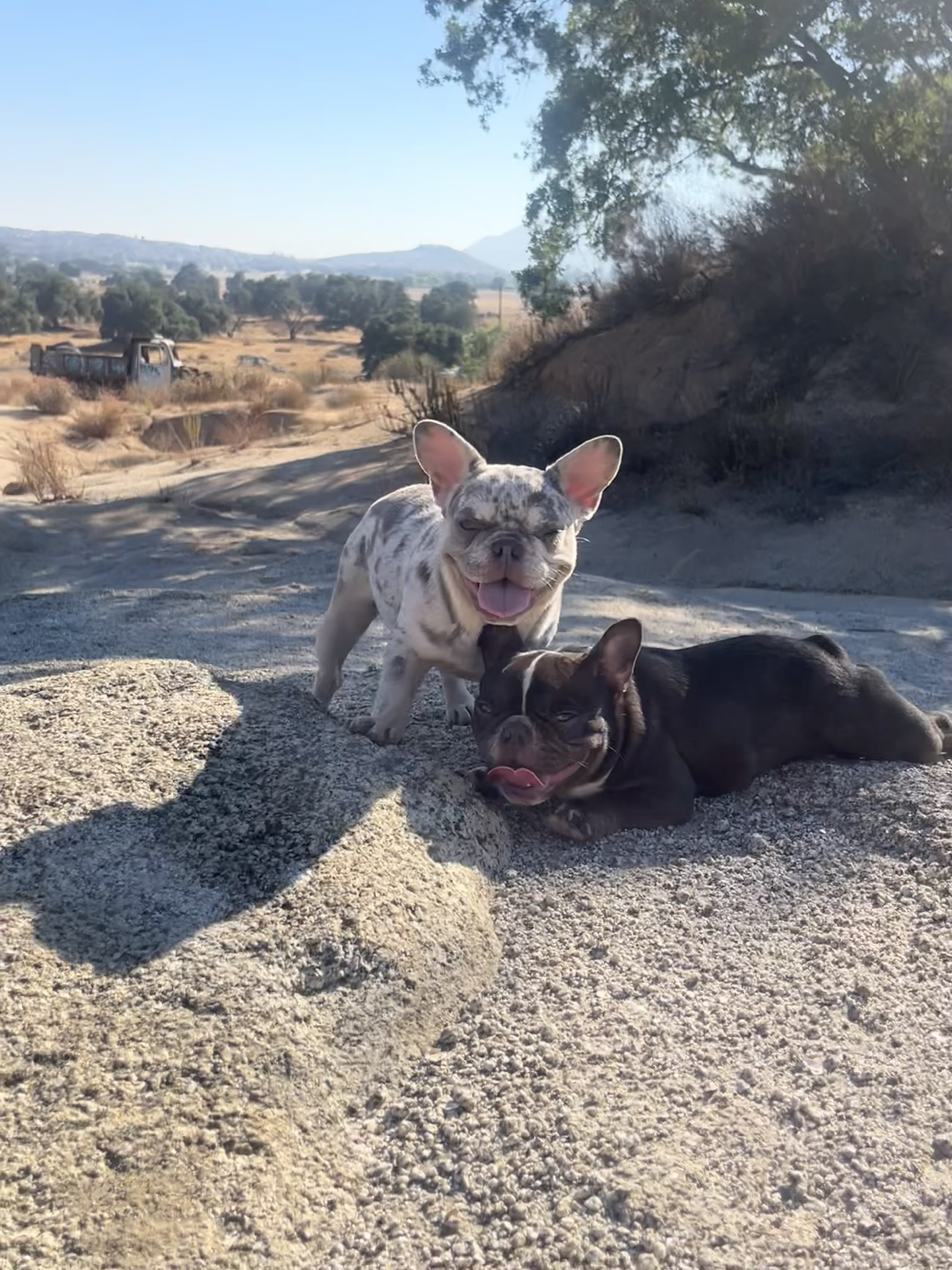Purebred French Bulldogs For Sale French Bulldog for El Cajon, CA