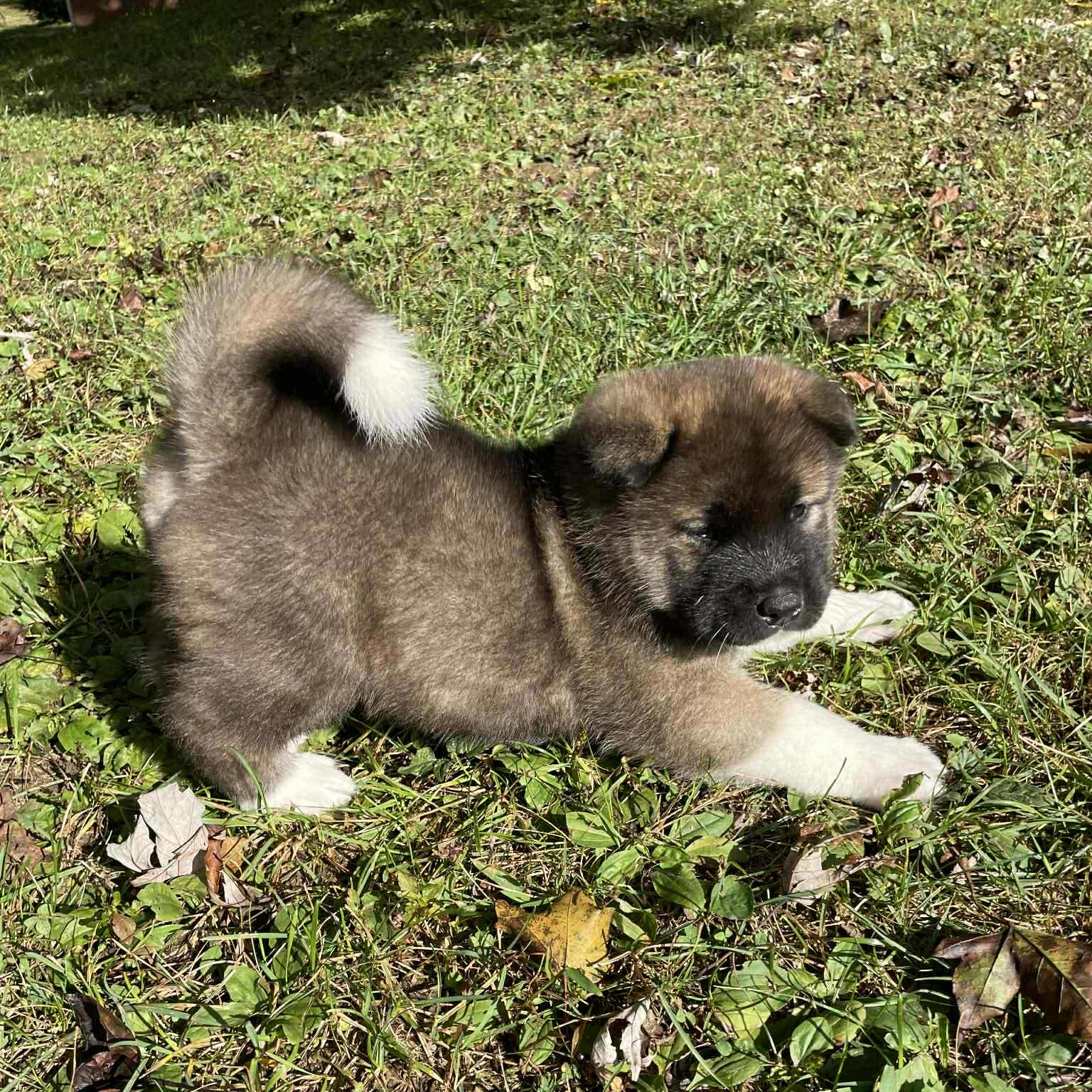 American Akita Puppy Available – Champion Lineage