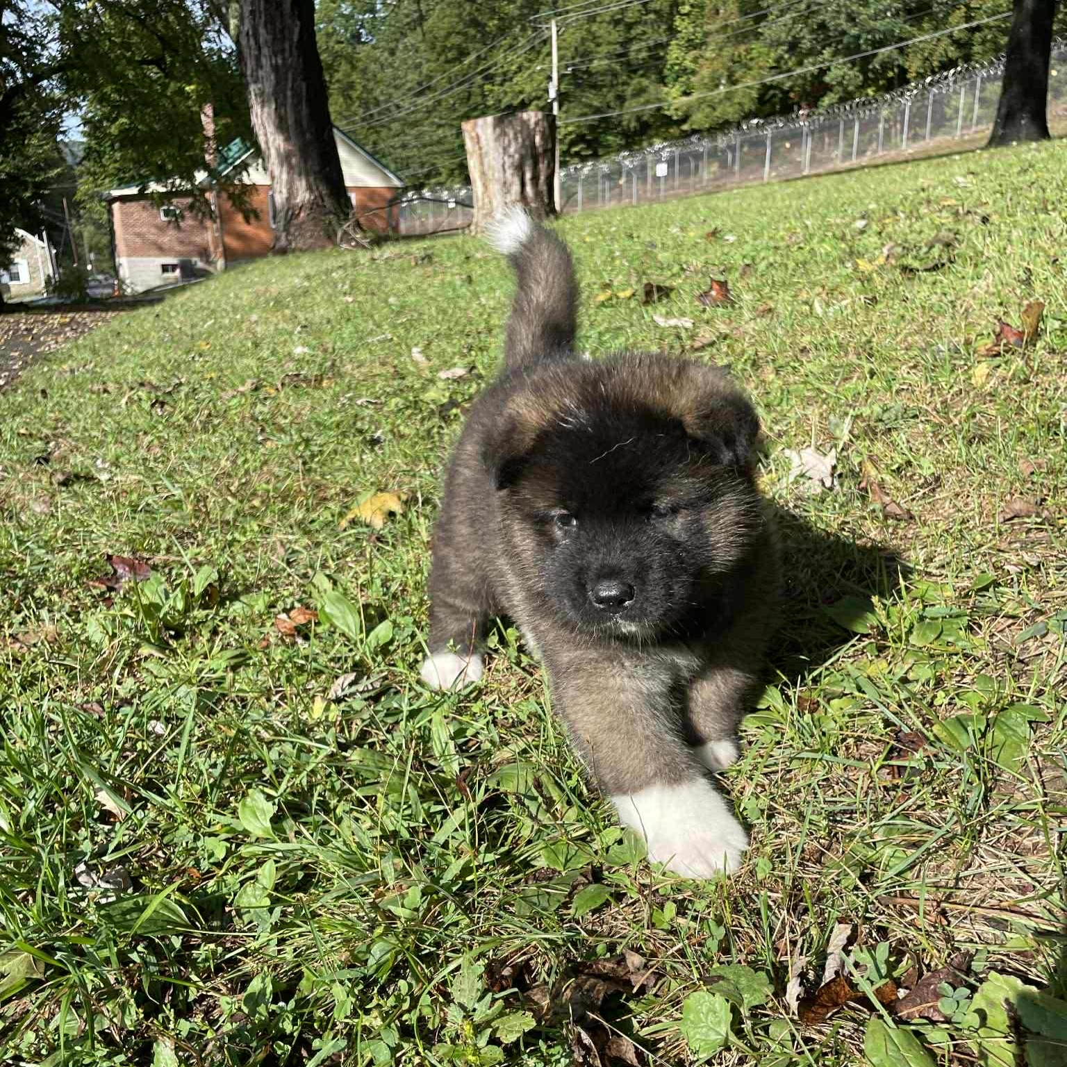 American Akita Puppies Available – Champion Lineage