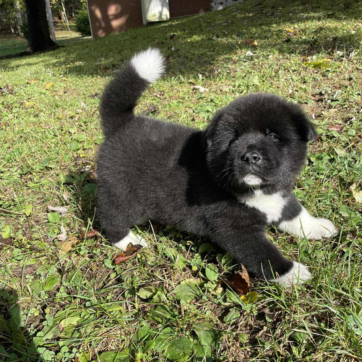 American Akita Puppy Available – Champion Lineage