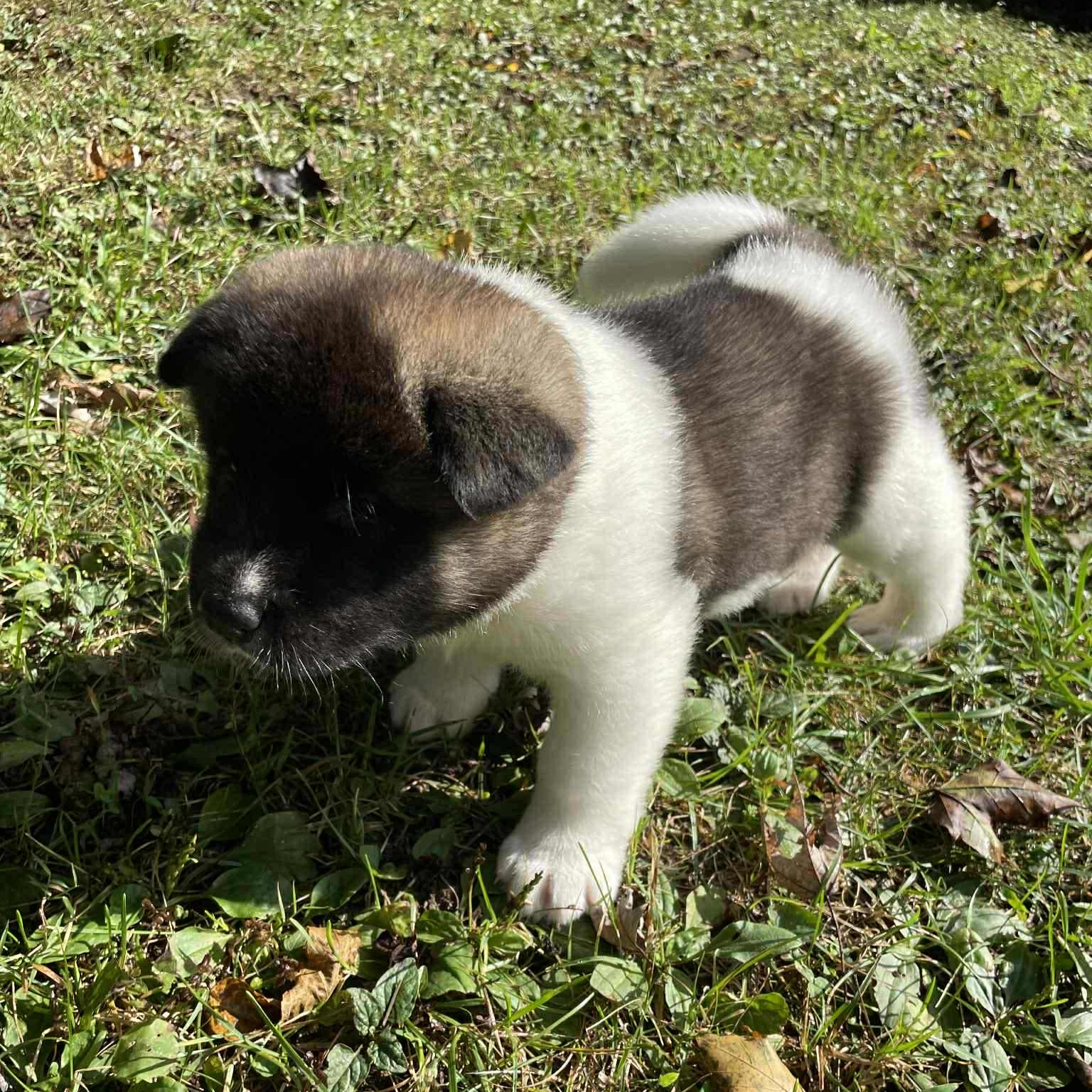 American Akita Puppy Available – Champion Lineage