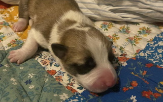 Charlie Bluebonnets and Roses Corgis Pembroke Welsh Corgi for Fredericksburg, TX