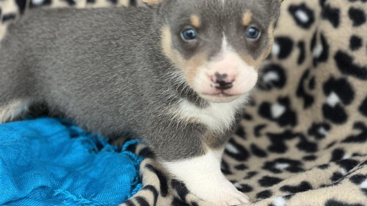 Duke Blue Diamond Corgi’s