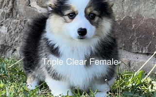 Leo S&K Woodwickcorgis Pembroke Welsh Corgi for Roland, OK