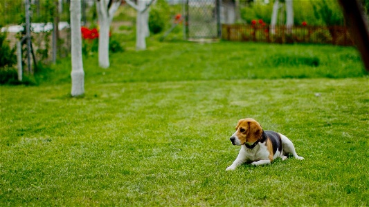 Is artificial grass too hot for dogs? A summer guide